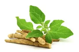 Ashwagandha: Stress Relief